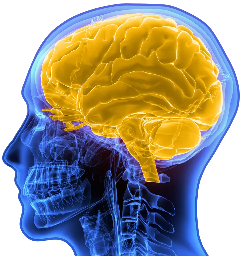 The human brain is prominently highlighted in yellow against a neutral background.
